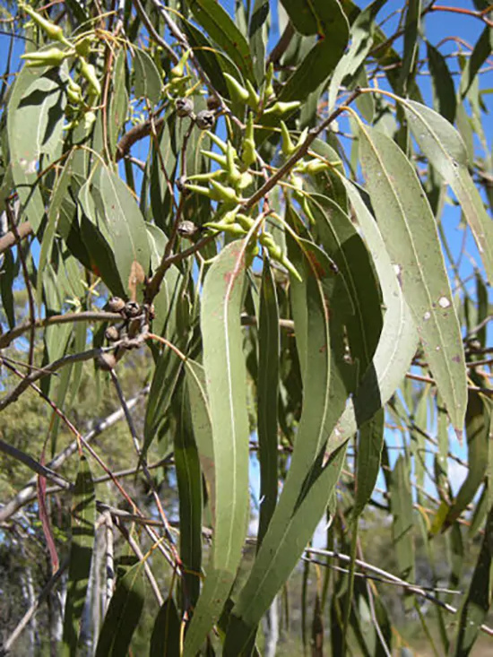 Eucalyptus tereticornis - Forest Red Gum, Blue gum or Red Iron Gum - Image 3