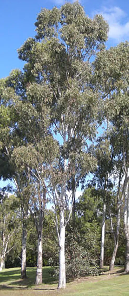 Eucalyptus tereticornis - Forest Red Gum, Blue gum or Red Iron Gum - Image 4