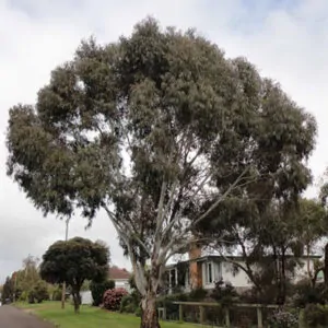 Eucalyptus viminalis subsp. cygnetensis - Rough-barked Manna Gum