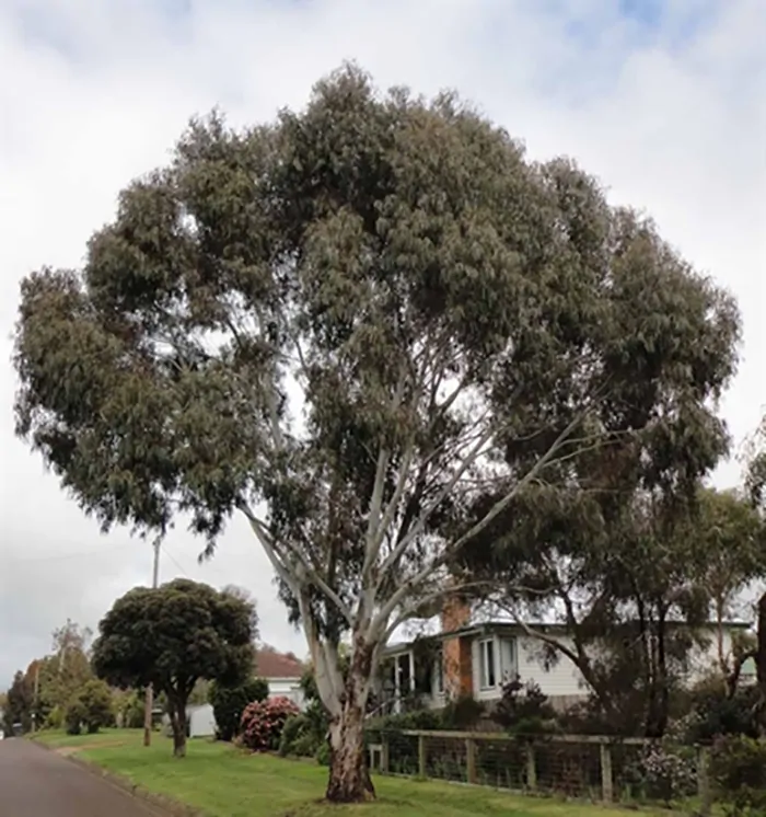 Eucalyptus viminalis subsp. cygnetensis - Rough-barked Manna Gum