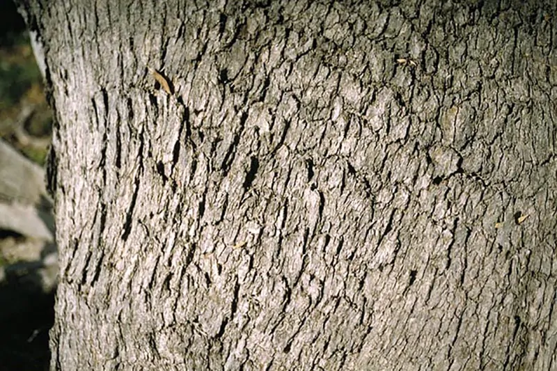 Eucalyptus viminalis subsp. cygnetensis - Rough-barked Manna Gum - Image 4