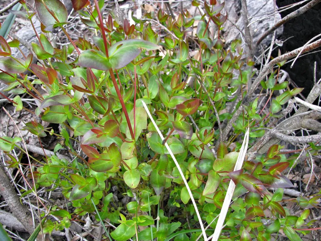 Eucalyptus viminalis subsp. cygnetensis - Rough-barked Manna Gum - Image 7