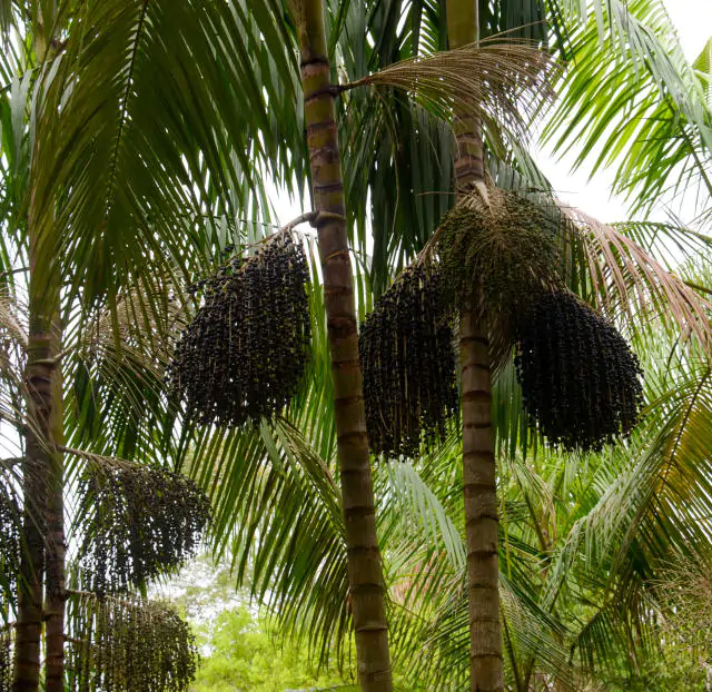 Euterpe oleracea - Açaí Palm - Image 3