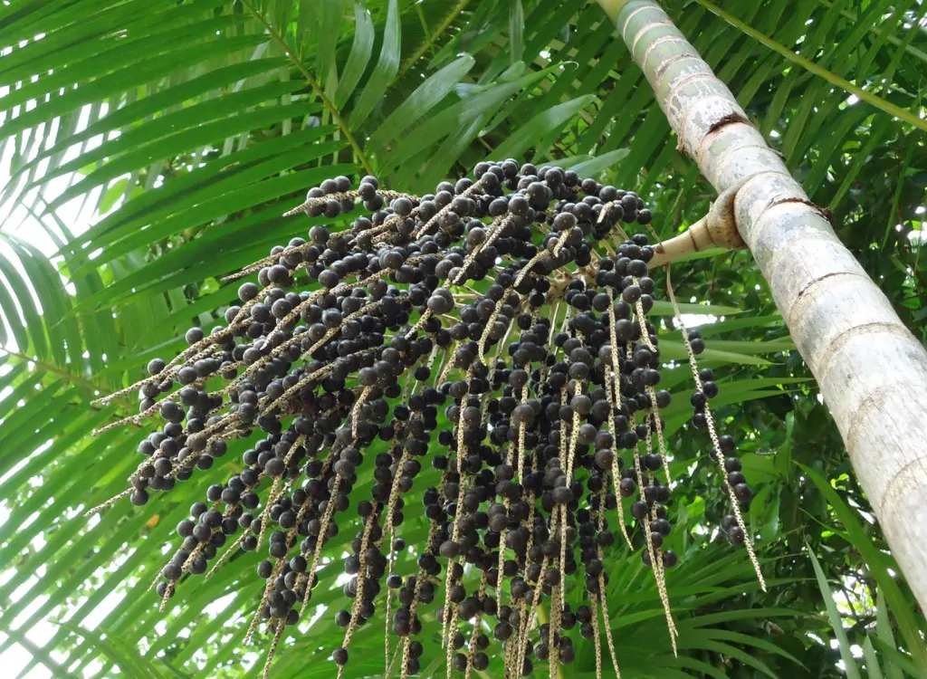 Euterpe oleracea - Açaí Palm - Image 4