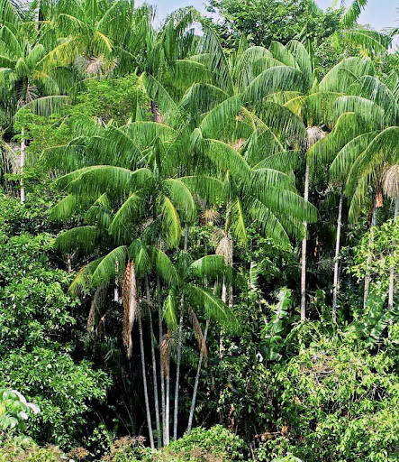 Euterpe oleracea - Açaí Palm - Image 5