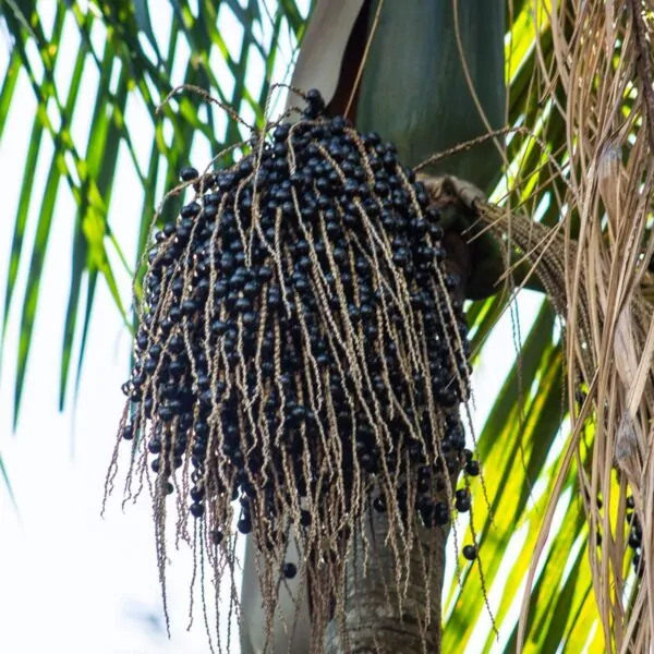 Euterpe oleracea - Açaí Palm
