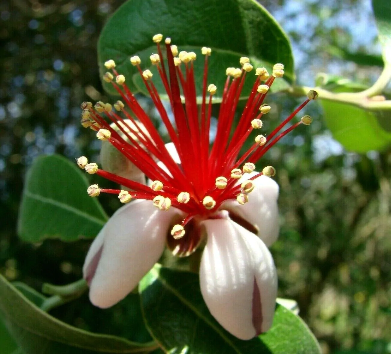 Acca sellowiana - Feijoa, Pineapple Guava, Guavasteen, Goyavier du Brésil