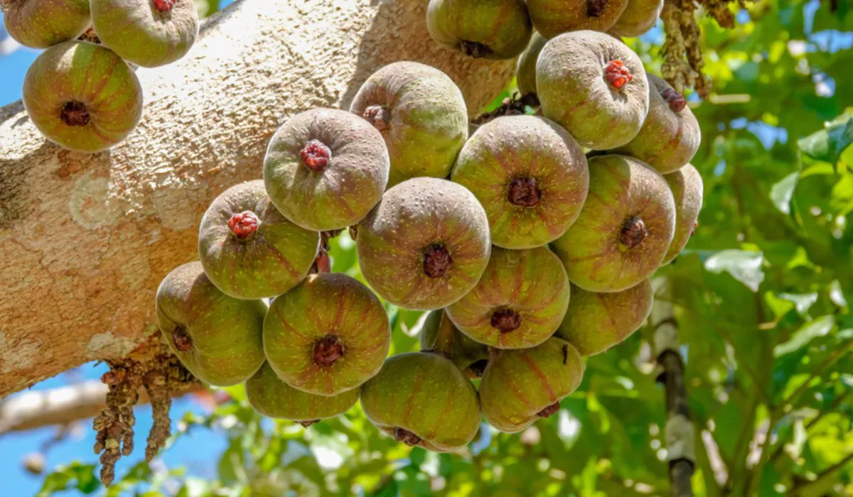 Ficus auriculata - Elephant Ear Fig Tree, Roxburgh Fig, Giant Indian Fig - Image 2