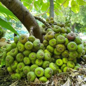 Ficus auriculata - Elephant Ear Fig Tree, Roxburgh Fig, Giant Indian Fig