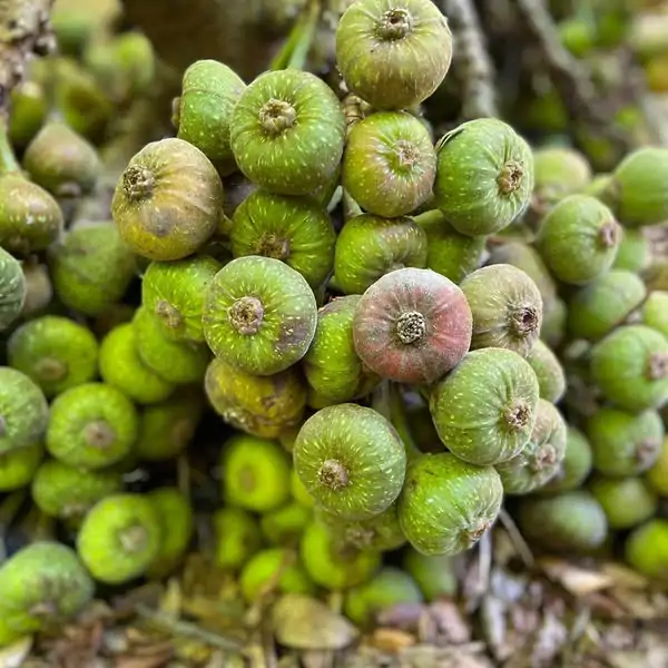 Ficus auriculata - Elephant Ear Fig Tree, Roxburgh Fig, Giant Indian Fig - Image 3