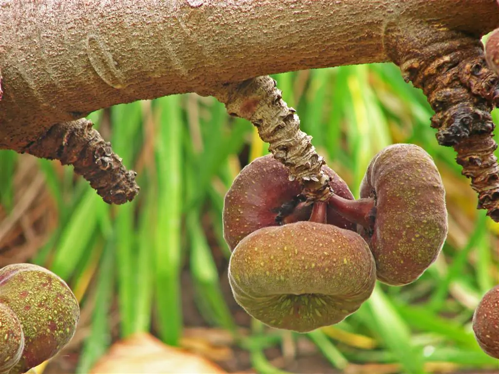 Ficus auriculata - Elephant Ear Fig Tree, Roxburgh Fig, Giant Indian Fig - Image 4