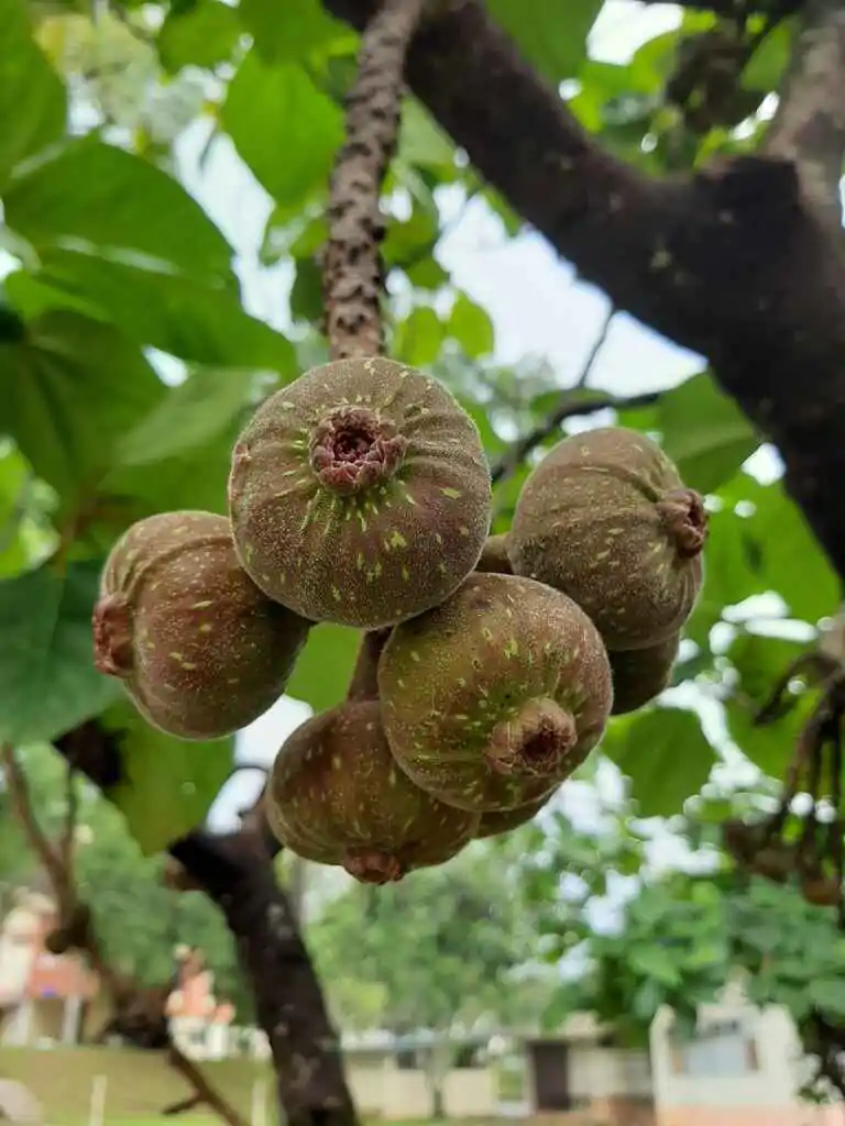 Ficus auriculata - Elephant Ear Fig Tree, Roxburgh Fig, Giant Indian Fig - Image 5