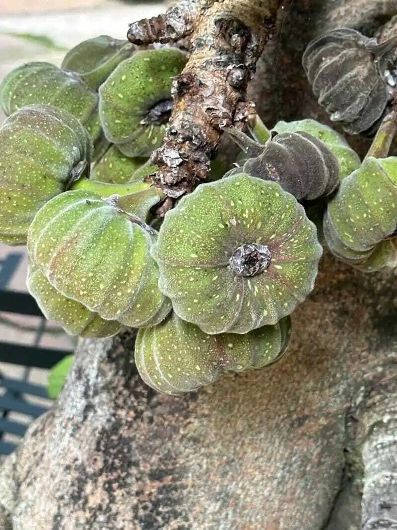 Ficus auriculata - Elephant Ear Fig Tree, Roxburgh Fig, Giant Indian Fig - Image 6