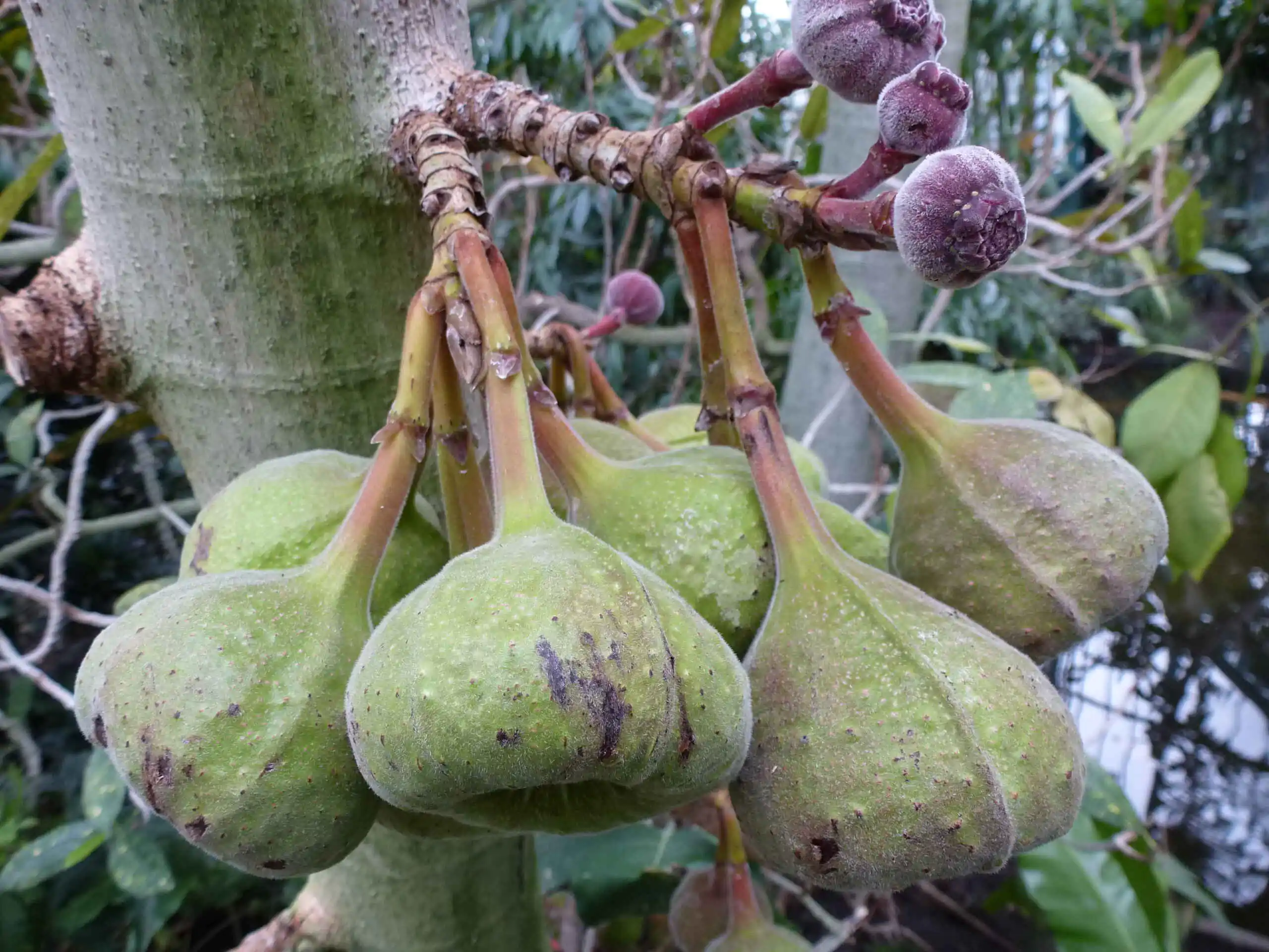 Ficus auriculata - Elephant Ear Fig Tree, Roxburgh Fig, Giant Indian Fig - Image 7