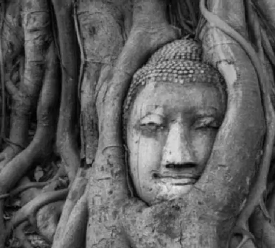 Ficus benghalensis - Bengal Fig, banyan tree, East Indian Fig - Image 3