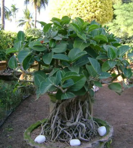 Ficus benghalensis - Bengal Fig, banyan tree, East Indian Fig - Image 6