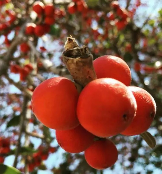 Ficus benghalensis - Bengal Fig, banyan tree, East Indian Fig - Image 7