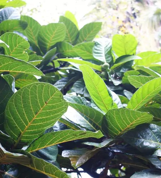 Ficus habrophylla - Red Fig, Gof Fig, New Caledonia Fig - Image 2