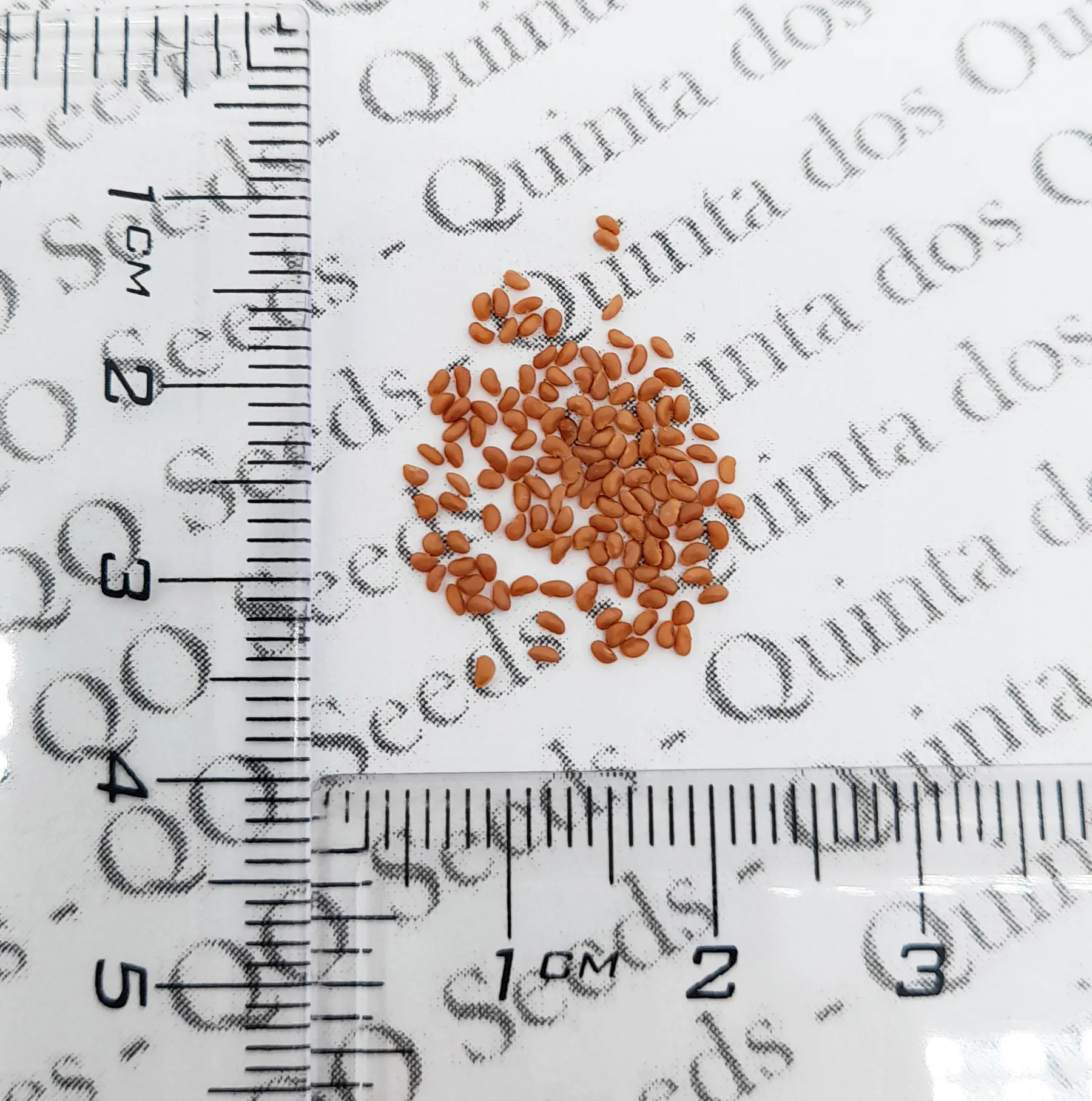 Ficus habrophylla - Red Fig, Gof Fig, New Caledonia Fig - Image 5