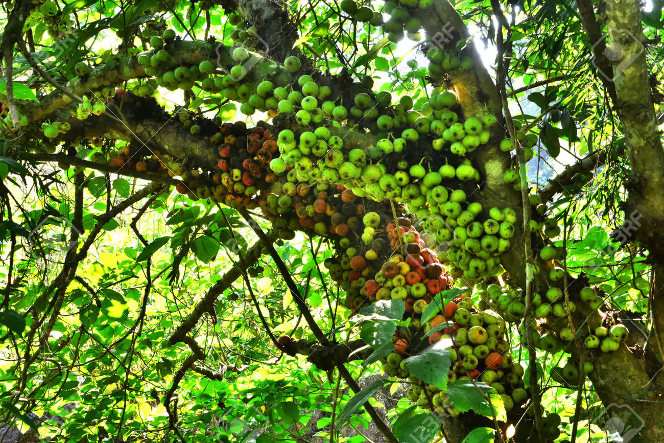 Ficus hispida - Hairy Fig