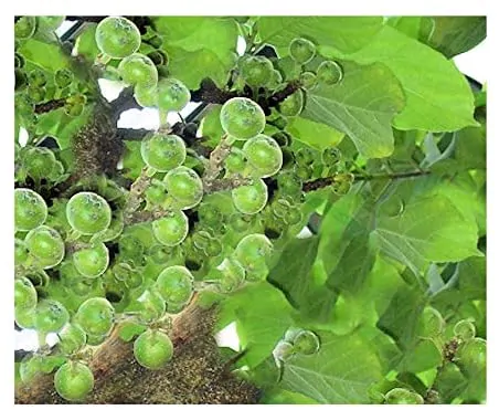 Ficus hispida - Hairy Fig - Image 2