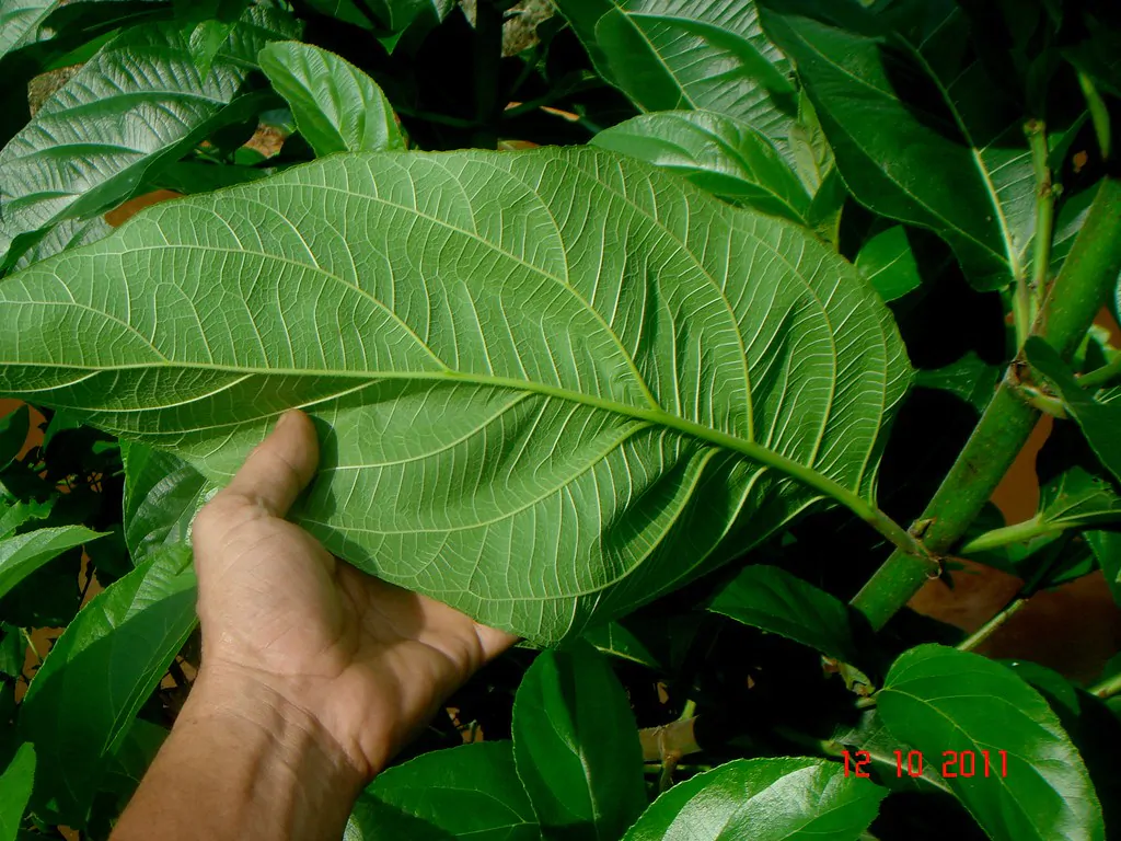 Ficus hispida - Hairy Fig - Image 3