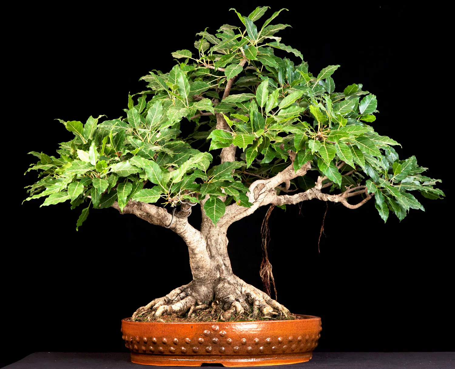 Ficus hispida - Hairy Fig - Image 4