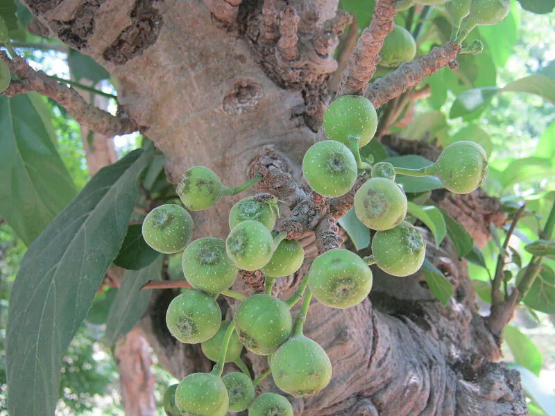 Ficus hispida - Hairy Fig - Image 5