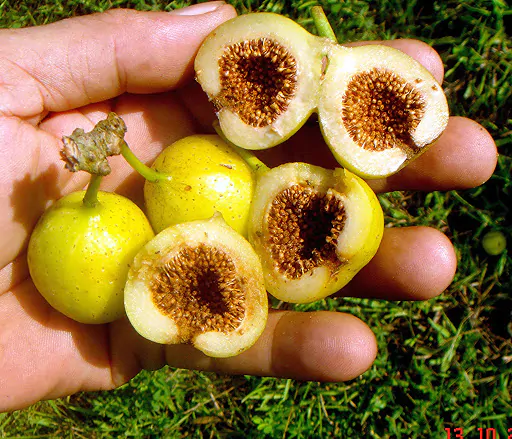 Ficus hispida - Hairy Fig - Image 6