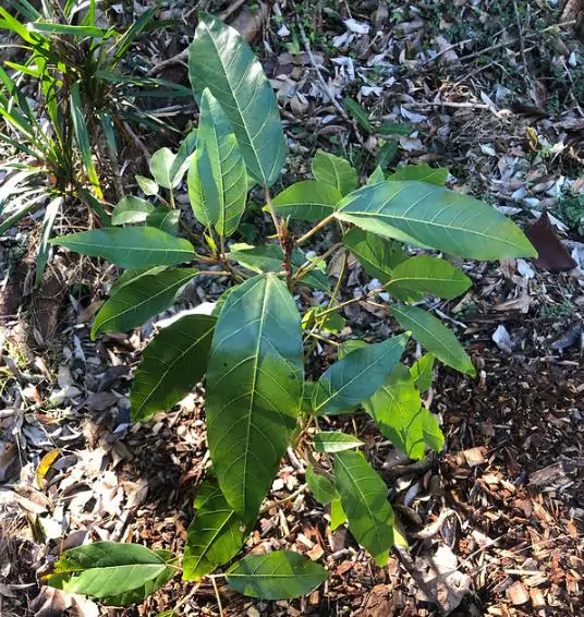 Ficus racemosa - Cluster Fig, Indian Fig Tree, Goolar Fig, Red River Fig - Image 2