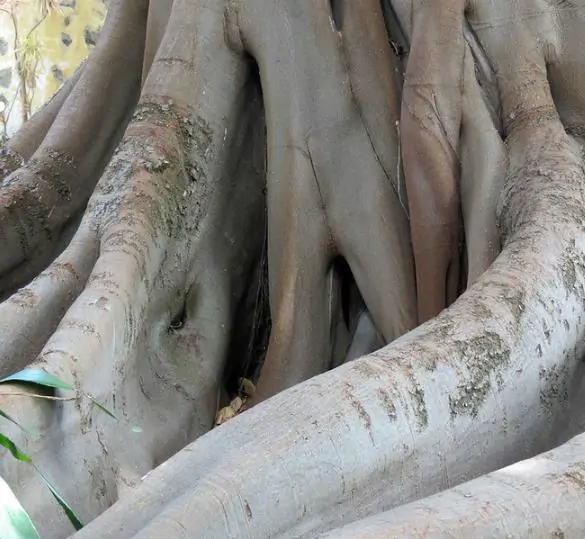 Ficus racemosa - Cluster Fig, Indian Fig Tree, Goolar Fig, Red River Fig - Image 3