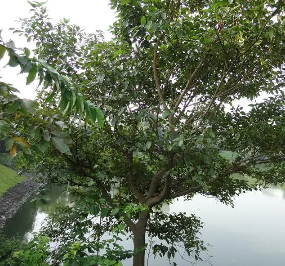 Ficus racemosa - Cluster Fig, Indian Fig Tree, Goolar Fig, Red River Fig - Image 8