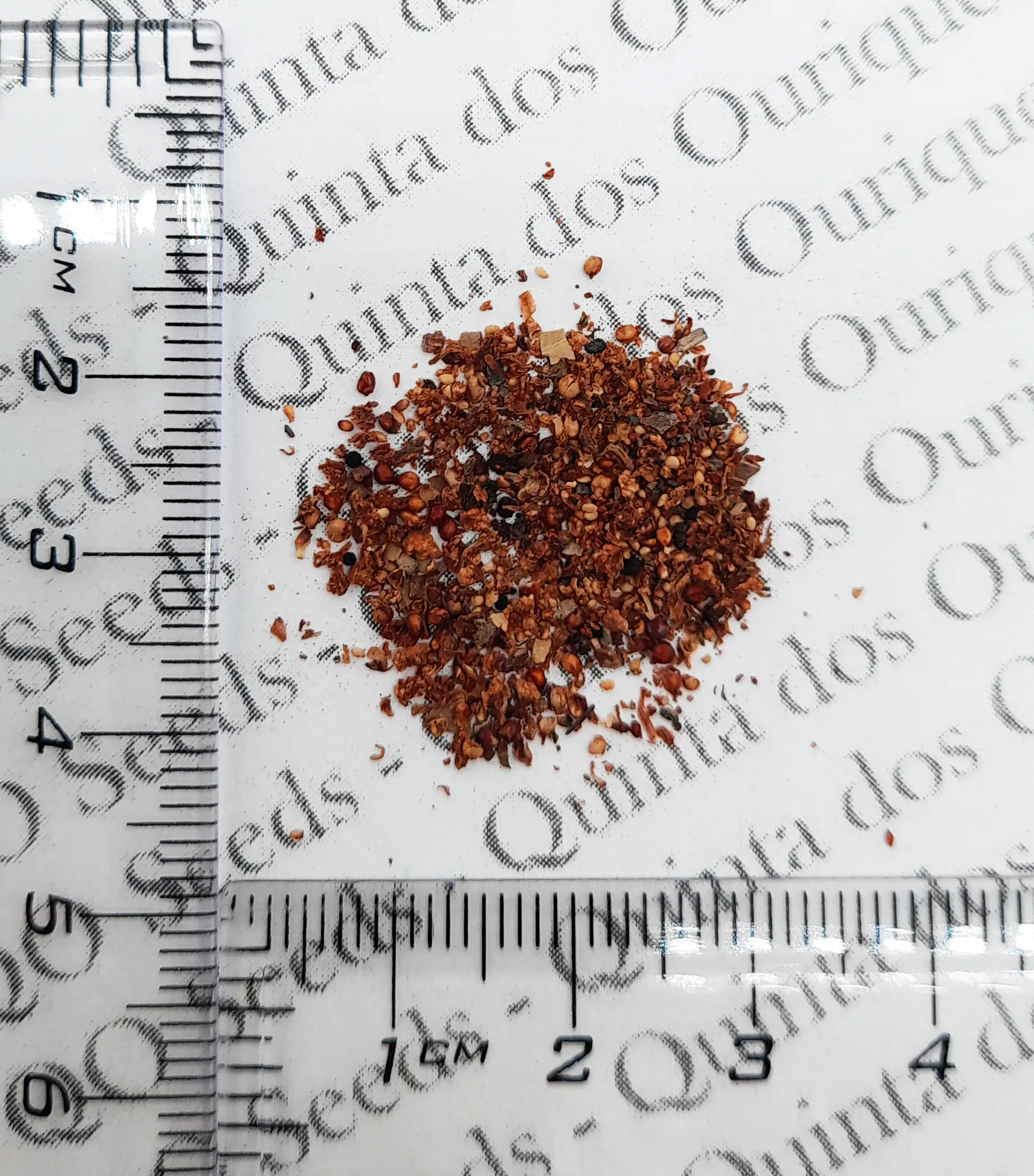 Ficus racemosa - Cluster Fig, Indian Fig Tree, Goolar Fig, Red River Fig - Image 11