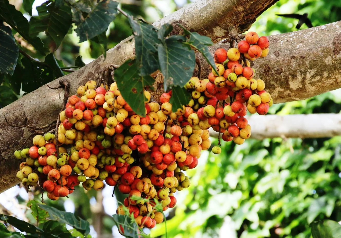 Ficus racemosa - Cluster Fig, Indian Fig Tree, Goolar Fig, Red River Fig - Image 13