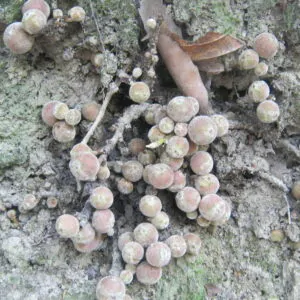 Ficus semicordata / Ficus conglomerata / Ficus cunia / Ficus hapalophylla - Drooping Fig