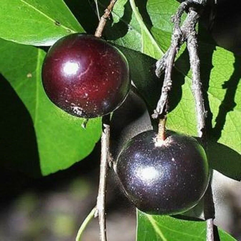 Flacourtia indica - Governor s Plum - Image 2