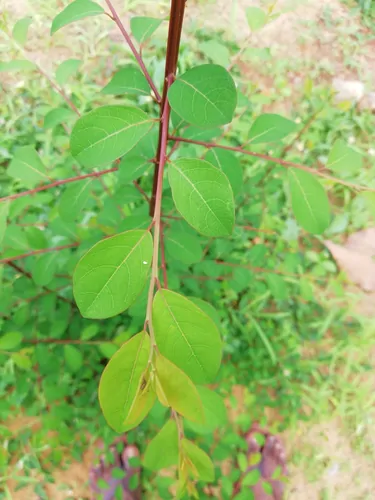 Flueggea leucopyrus / Securinega leucopyrus / Phyllanthus leucopyrus - Indian Snowberry, White Honey Shrub, Bushweed, Cool Pot, Thermacole Plant, Shivano - Image 3