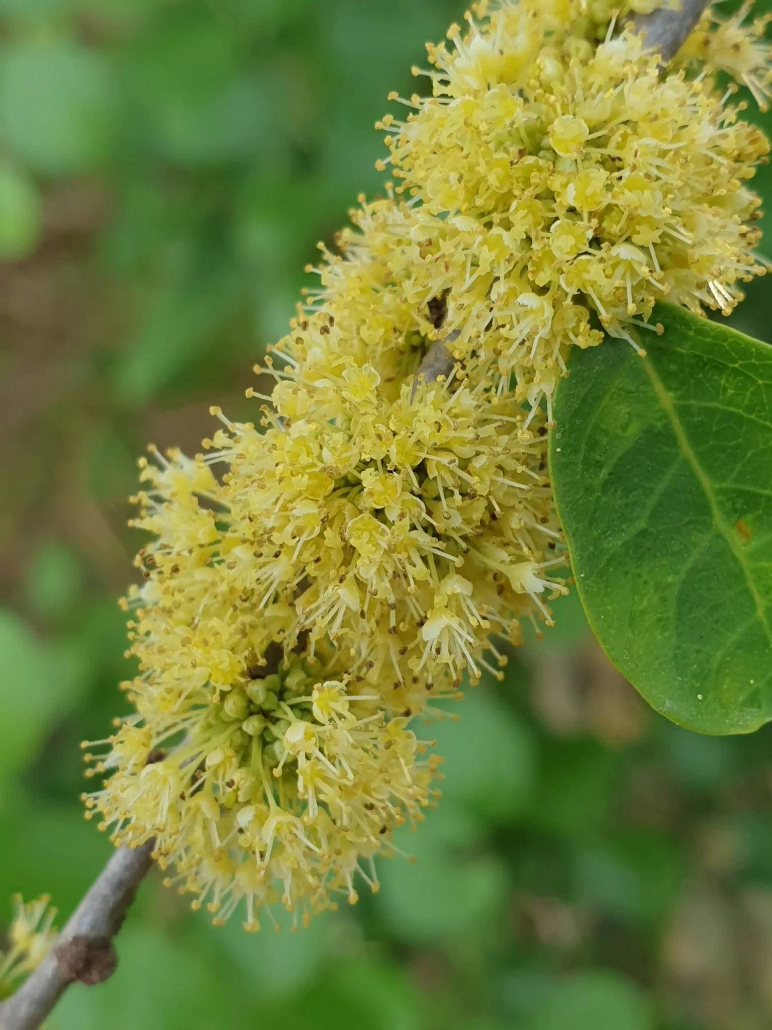Flueggea leucopyrus / Securinega leucopyrus / Phyllanthus leucopyrus - Indian Snowberry, White Honey Shrub, Bushweed, Cool Pot, Thermacole Plant, Shivano - Image 4