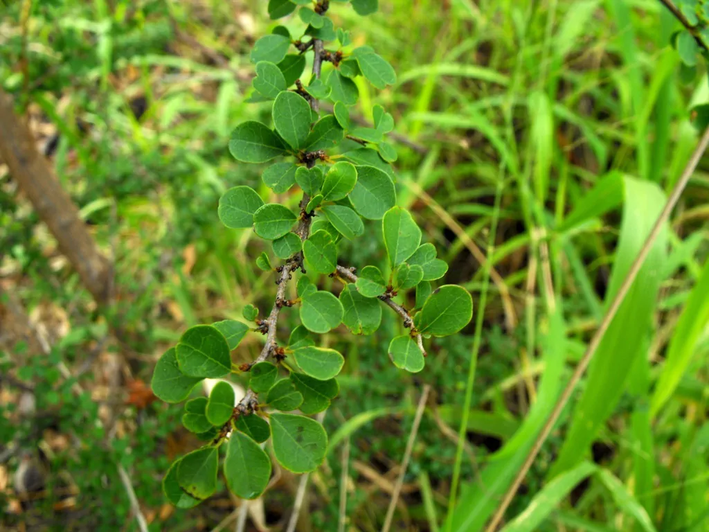 Flueggea leucopyrus / Securinega leucopyrus / Phyllanthus leucopyrus - Indian Snowberry, White Honey Shrub, Bushweed, Cool Pot, Thermacole Plant, Shivano - Image 8