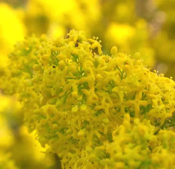 Galium verum subsp. verum - Curd grass, gallium, ladys bedstraw