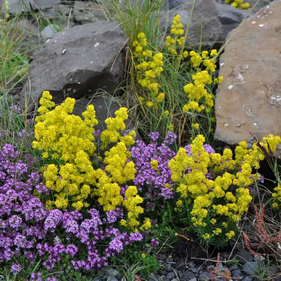 Galium verum subsp. verum - Curd grass, gallium, ladys bedstraw - Image 3