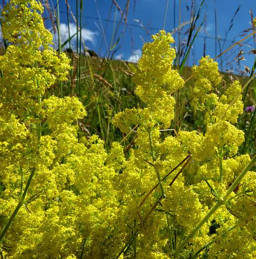 Galium verum subsp. verum - Curd grass, gallium, ladys bedstraw - Image 4