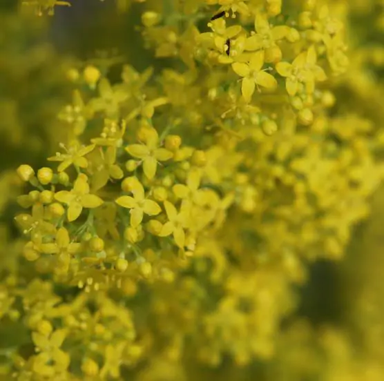 Galium verum subsp. verum - Curd grass, gallium, ladys bedstraw - Image 5