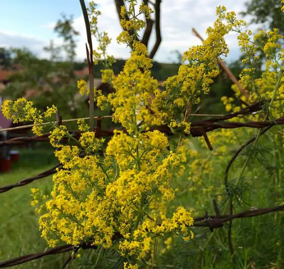 Galium verum subsp. verum - Curd grass, gallium, ladys bedstraw - Image 7