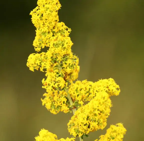 Galium verum subsp. verum - Curd grass, gallium, ladys bedstraw - Image 9