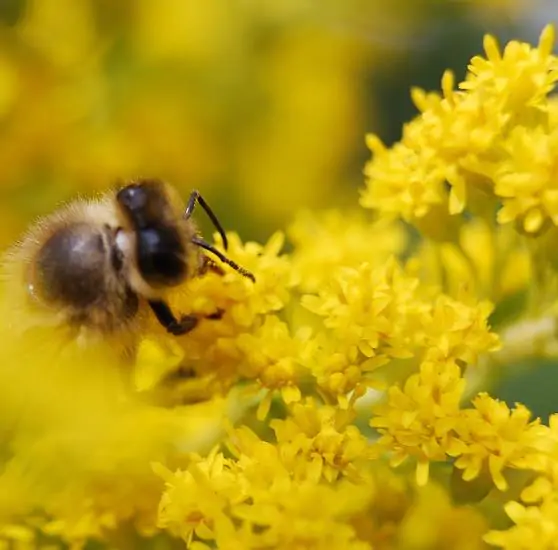 Galium verum subsp. verum - Curd grass, gallium, ladys bedstraw - Image 10