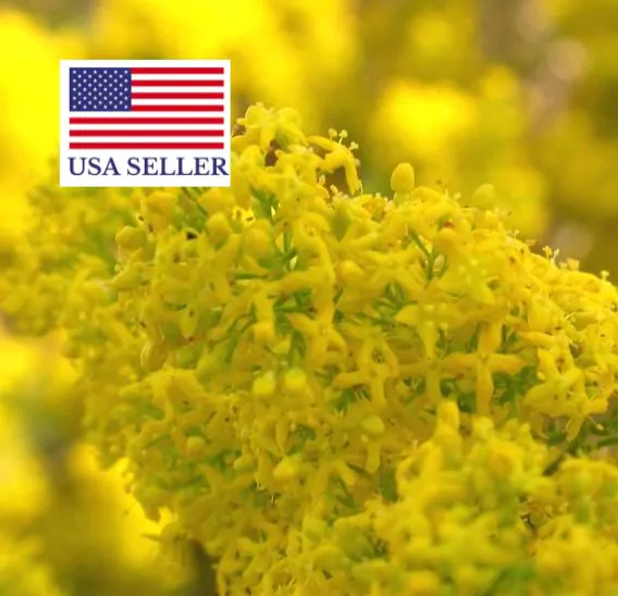 Galium verum subsp. verum - Curd grass, gallium, ladys bedstraw - Image 11