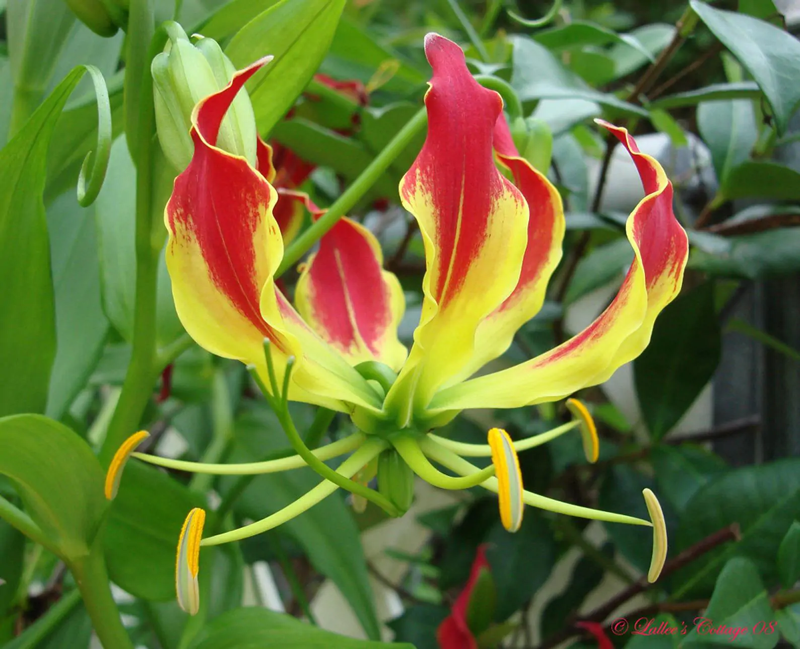 Gloriosa superba / Gloriosa lutea / Gloriosa rothschildiana - Flame lily, climbing lily, creeping lily, glory lily, gloriosa lily, tiger claw