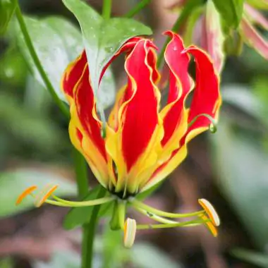 Gloriosa superba / Gloriosa lutea / Gloriosa rothschildiana - Flame lily, climbing lily, creeping lily, glory lily, gloriosa lily, tiger claw - Image 2