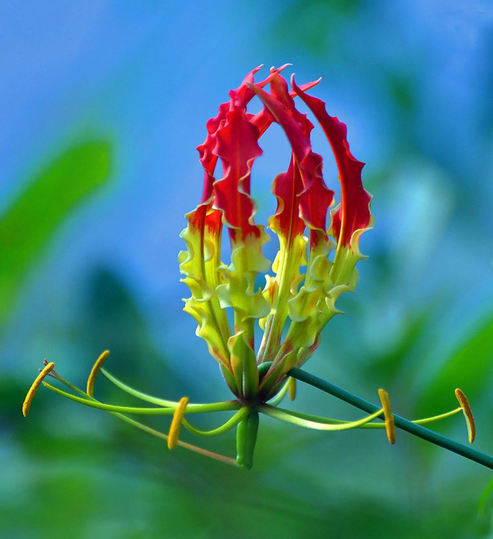 Gloriosa superba / Gloriosa lutea / Gloriosa rothschildiana - Flame lily, climbing lily, creeping lily, glory lily, gloriosa lily, tiger claw - Image 3